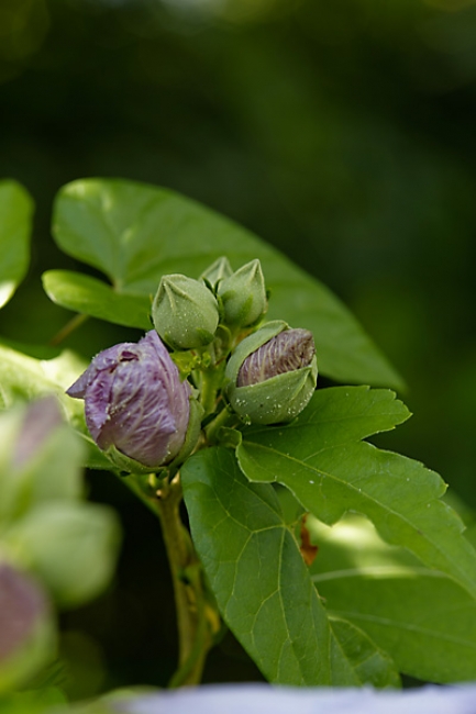 Jardin des Impressionnistes-138